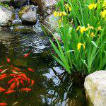 Small Koi Fish, Swimming in a Circle in a Natural Pond with Flowering Irises and Natural Stone; Landscaping, Gardening, Water Features, Green Thumbs