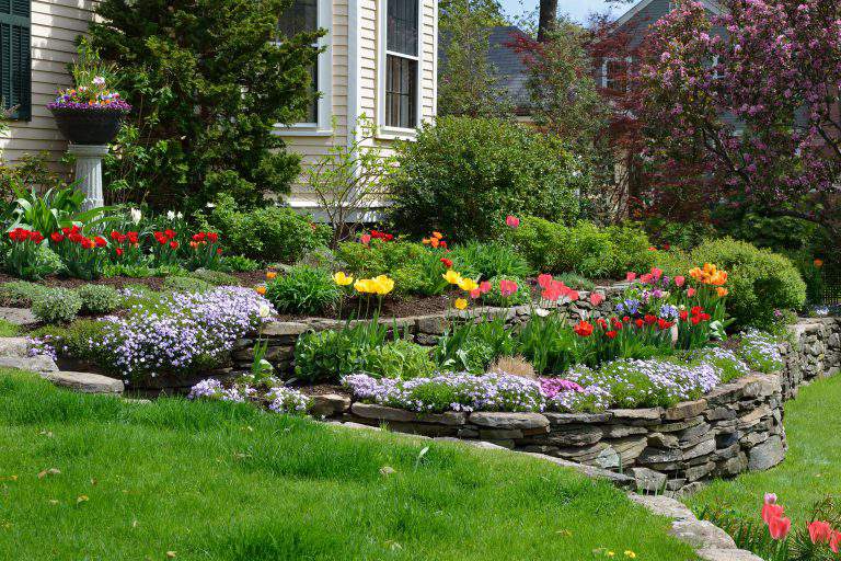 Hilliside landscaping with natural stones, tulips and flox. Classic and colorful garden.